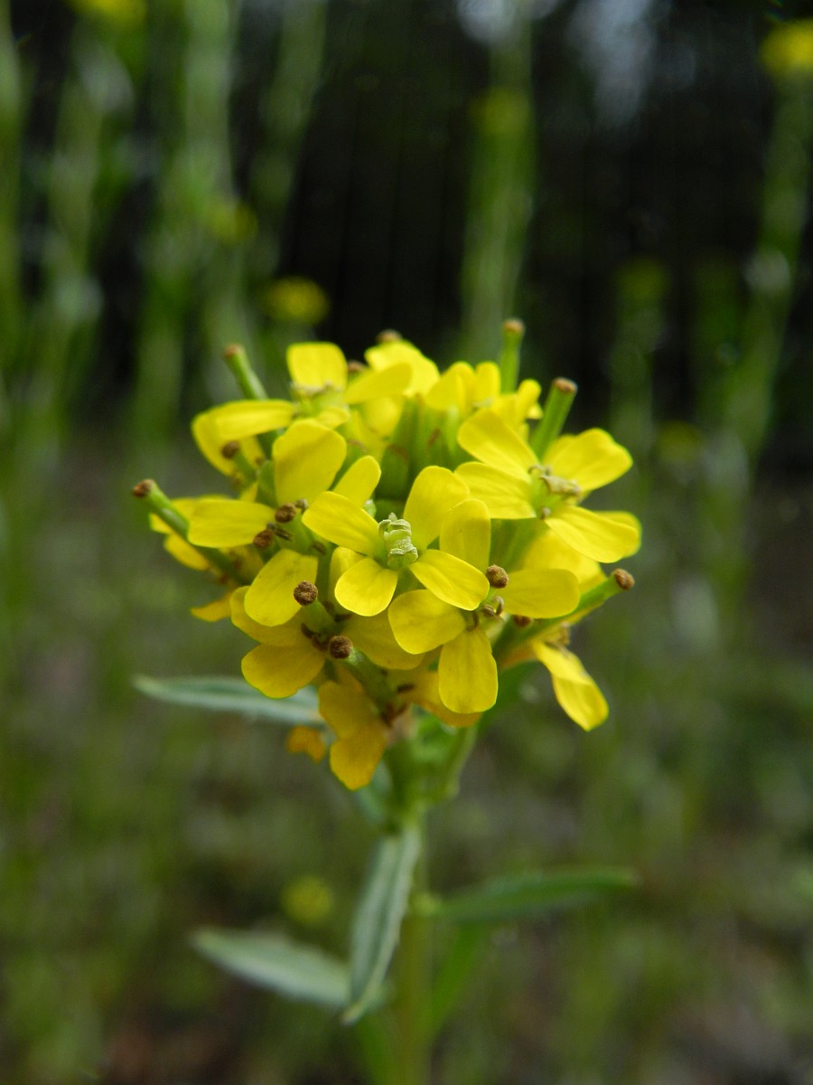 Erysimum virgatum
